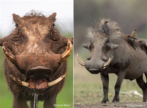 Warthog tusks