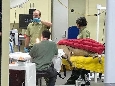 A veterinarian examining a warthog