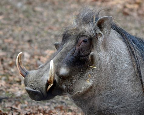 Warthog veterinary care