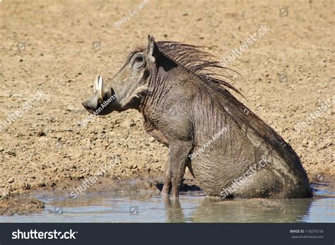 Warthog watering hole