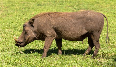 Warthog welfare and conservation