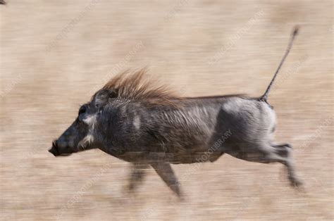 Warthogs running in the savannah