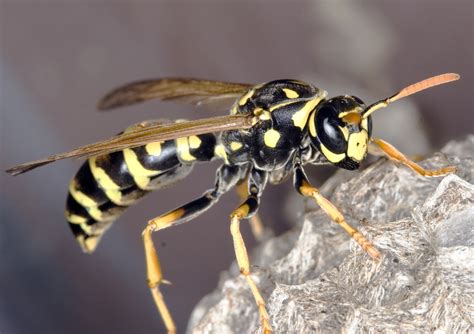 Wasp Insects