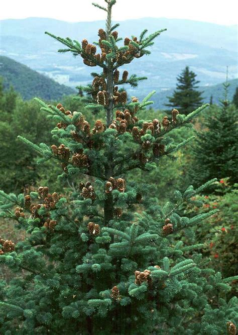 Watering Balsam Fir Christmas Tree