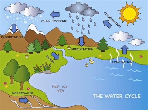 Watering Cycle