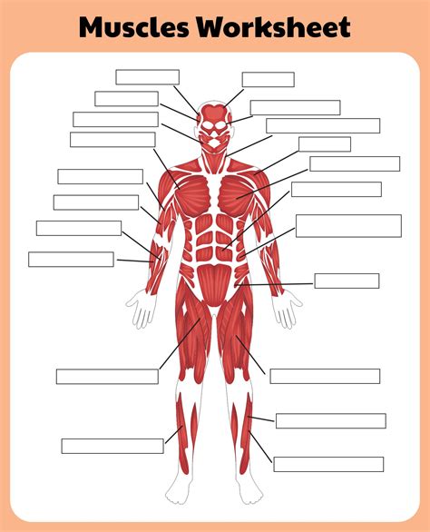 Ways to learn muscles with printable labeling worksheets