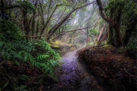 A misty landscape with a winding path, symbolizing the mystery of the wayward path