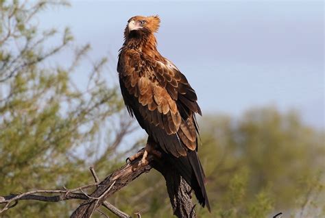 Wedge-Tailed Eagle in Flight