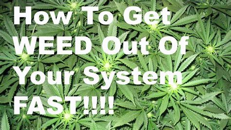 Weed Out Of System Fast Methods