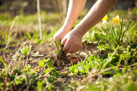 Weed Removal Methods