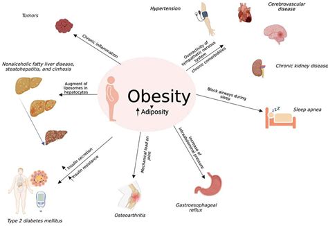 Weight Loss Mechanism