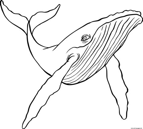 Whale coloring pages printable