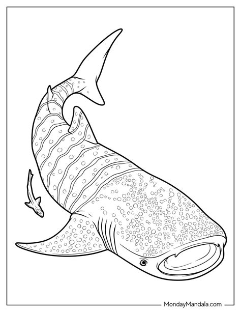 Whale Shark Coloring Page