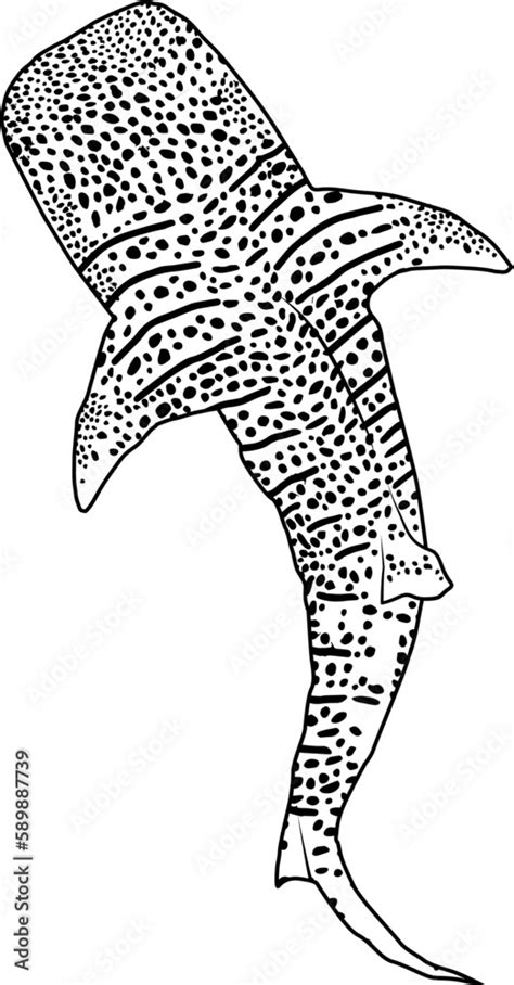 Whale Shark Outline