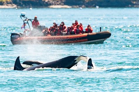 Whale watching tour, Victoria, Canada