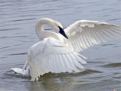 White Swan Mythology