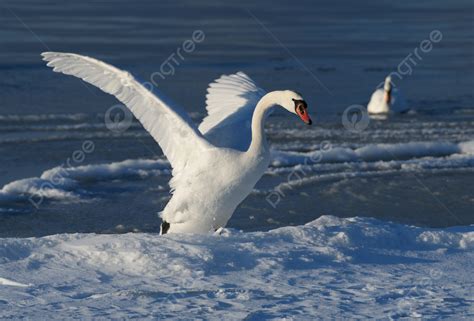 White Swan Purity