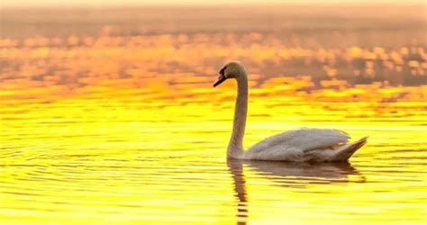 White Swan Spiritual Awakening