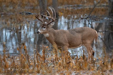 White-tailed Deer in the Great Dismal Swamp