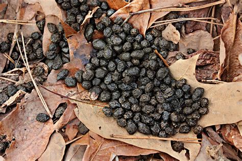 White-tailed deer scat characteristics