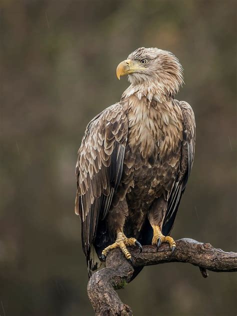 White-Tailed Eagle Soaring