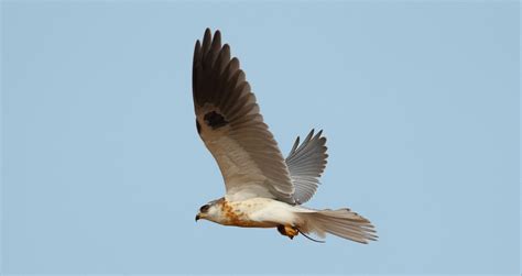 White-tailed Kite Beak