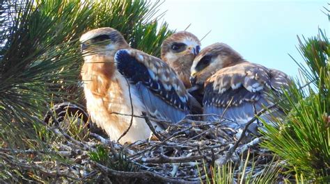 White-tailed Kite Chicks