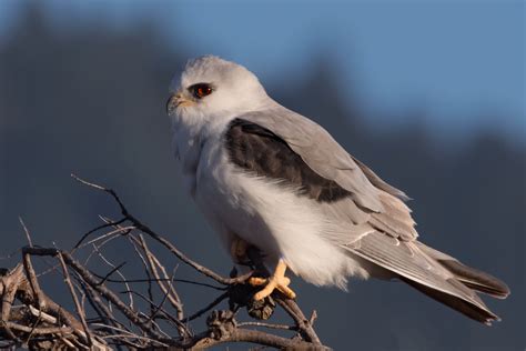 White-tailed Kite Feathers