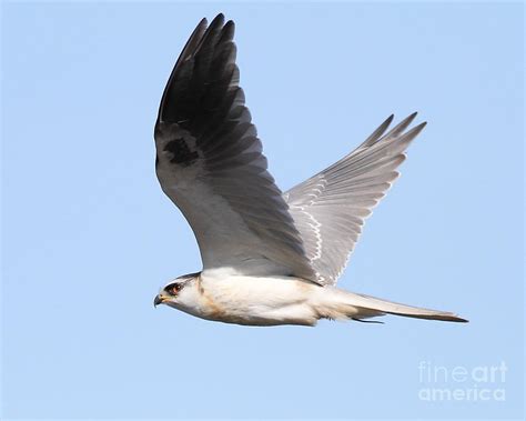 White-tailed Kite Flight Patterns