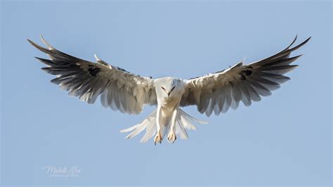 White-tailed Kite Hunting