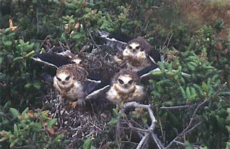 White-tailed Kite Nest