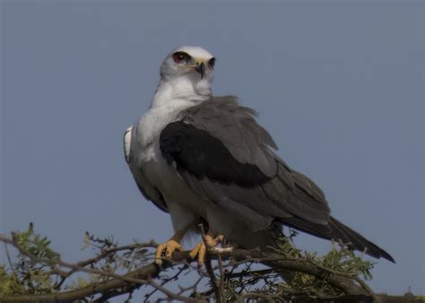 White-tailed Kite Perched