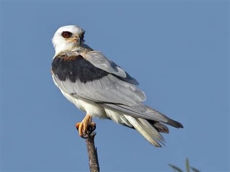 White-tailed Kite Range Map