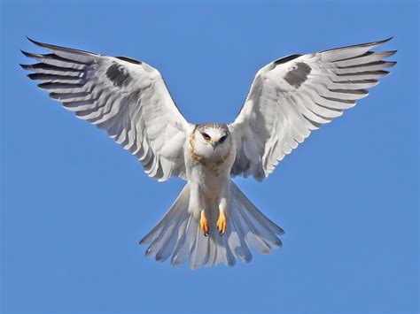 White-tailed Kite Tail