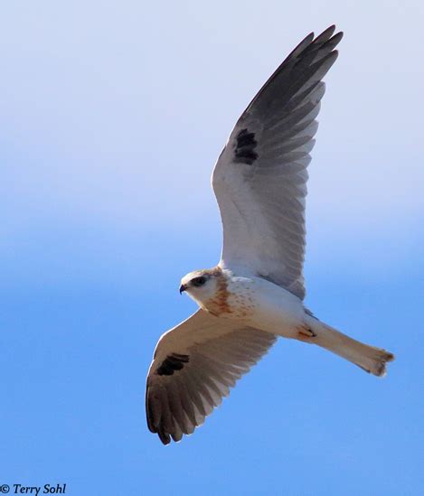 White-tailed Kite Wingspan