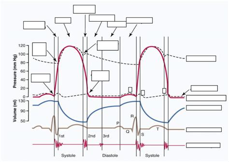 Wiggers Diagram Template for Cardiovascular Monitoring