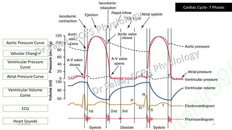 Wiggers Diagram Template for Cardiovascular Physiology