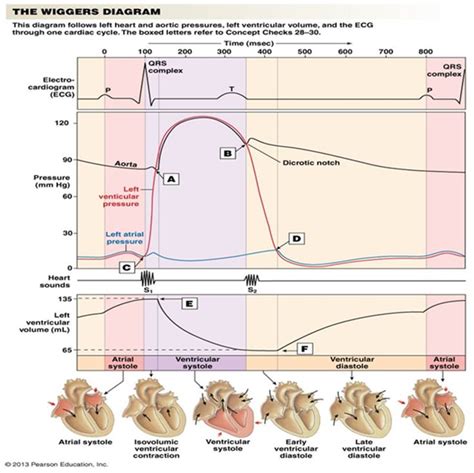 Wiggers Diagram Template for Heart Disease Research