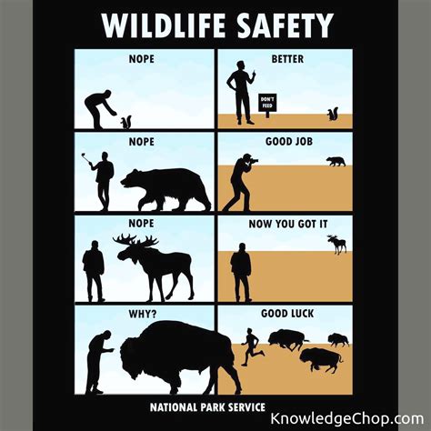 Wild Animals and Human Safety