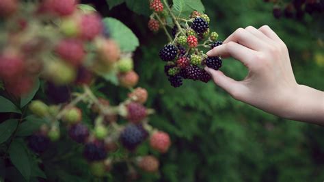 Wild berry foraging in the forest