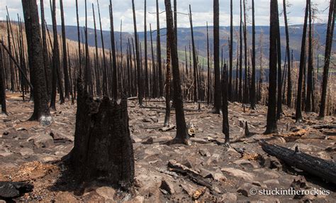 Wildfire aftermath