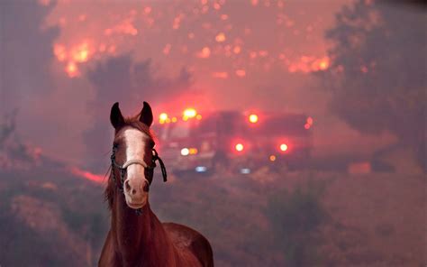 Wildlife affected by wildfires