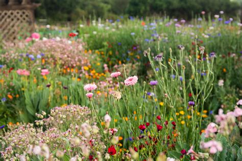 Wildflower Gardens