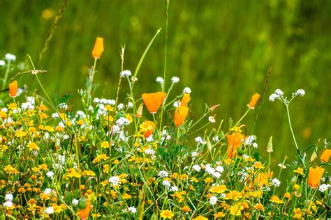 Wildflowers