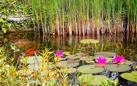 Wildflowers in the Great Dismal Swamp