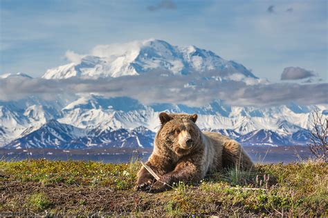 Wildlife in Alaska