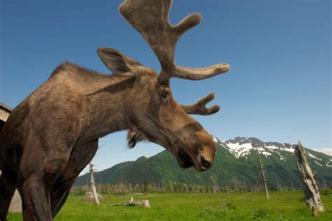 Wildlife in Alaska