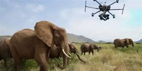 Helicopter pilots in wildlife monitoring