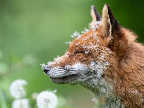 Wildlife photographer in the field