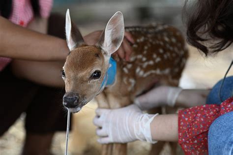 Wildlife rehabilitator